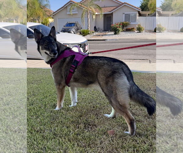 Medium Photo #4 Australian Shepherd-German Shepherd Dog Mix Puppy For Sale in Lake Elsinore, CA, USA
