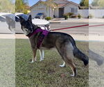 Small #3 Australian Shepherd-German Shepherd Dog Mix