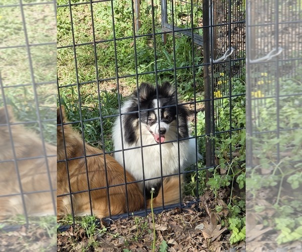 Medium Photo #1 Pomeranian Puppy For Sale in SPOTSYLVANIA, VA, USA