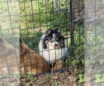 Small Photo #1 Pomeranian Puppy For Sale in SPOTSYLVANIA, VA, USA