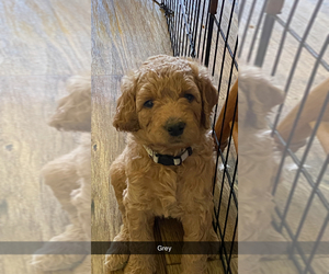 Goldendoodle Puppy for sale in MURFREESBORO, NC, USA