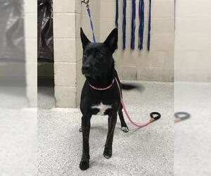 German Shepherd Dog-Unknown Mix Dogs for adoption in Conroe, TX, USA