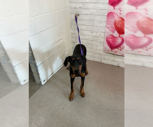 Medium Photo #1 Doberman Pinscher Puppy For Sale in San Bernardino, CA, USA