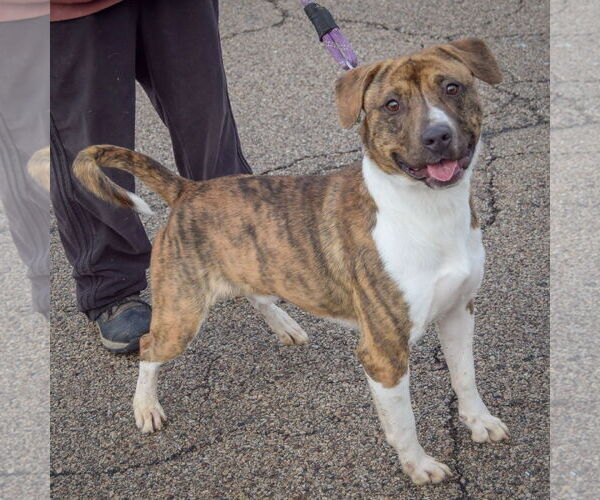 Medium Photo #2 American Staffordshire Terrier-Boxer Mix Puppy For Sale in Huntley, IL, USA