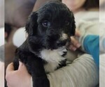 Small Photo #1 Bordoodle Puppy For Sale in FREDERICKTOWN, OH, USA