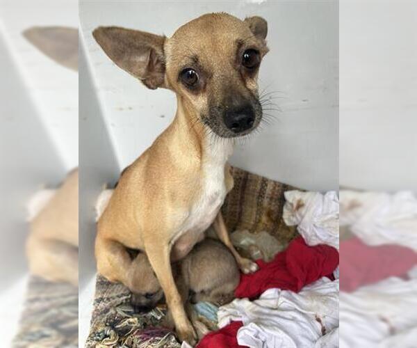 Medium Photo #1 Chihuahua-Unknown Mix Puppy For Sale in Houston, TX, USA