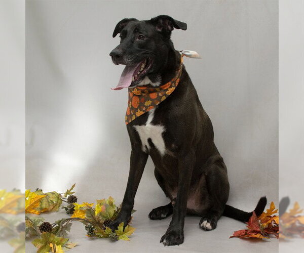 Medium Photo #1 Labbe Puppy For Sale in Sanford, FL, USA