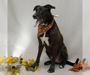 Labbe Dogs for adoption in Sanford, FL, USA