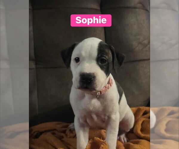 Medium Photo #1 Mutt Puppy For Sale in Springdale, PA, USA