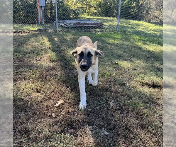 Medium Photo #3 Anatolian Shepherd-Great Pyrenees Mix Puppy For Sale in Winter Park, CO, USA
