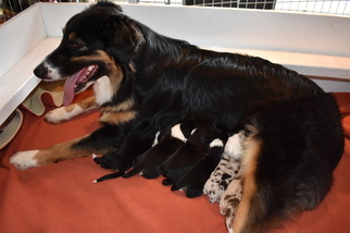 Mother of the Australian Shepherd puppies born on 08/08/2017