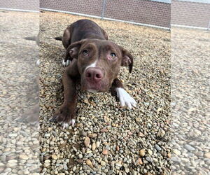 Mutt Dogs for adoption in Shelburne, VT, USA