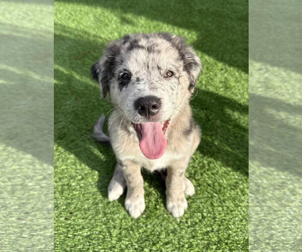Medium Photo #1 Labrador Retriever-Unknown Mix Puppy For Sale in Royal Palm Beach, FL, USA