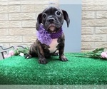 Small #4 American Staffordshire Terrier-French Bulldog Mix