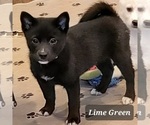 Small Photo #2 Imo-Inu Puppy For Sale in BERESFORD, SD, USA