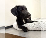 Small #4 Labrador Retriever Mix