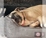 Small Bulldog Mix