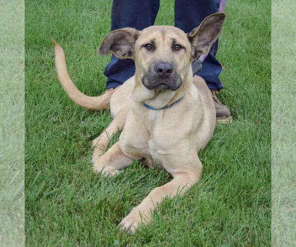 Medium Photo #4 German Shepherd Dog-Mastiff Mix Puppy For Sale in Huntley, IL, USA