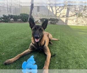 Mutt Dogs for adoption in Corona, CA, USA
