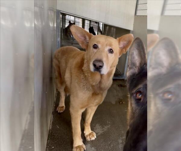 Medium Photo #2 Akita-German Shepherd Dog Mix Puppy For Sale in San Bernardino, CA, USA