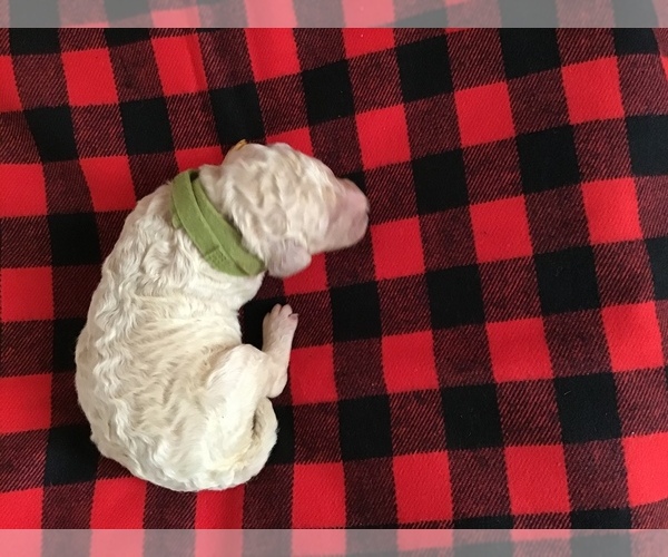 Medium Photo #3 Poodle (Standard) Puppy For Sale in BRADFORDSVILLE, KY, USA