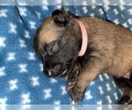 Small Photo #308 Belgian Malinois Puppy For Sale in REESEVILLE, WI, USA