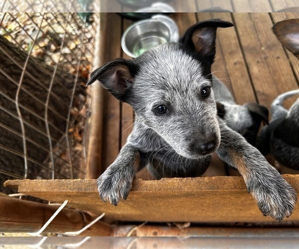 Medium Photo #1 Australian Cattle Dog Puppy For Sale in OREGON HOUSE, CA, USA