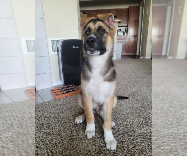 Medium Photo #1 German Shepherd Dog-Great Pyrenees Mix Puppy For Sale in Aurora, IN, USA