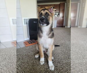 German Shepherd Dog-Great Pyrenees Mix Dogs for adoption in Aurora, IN, USA