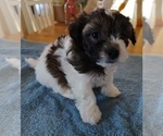 Small Photo #2 Mi-Ki-Poodle (Toy) Mix Puppy For Sale in BLAND, MO, USA
