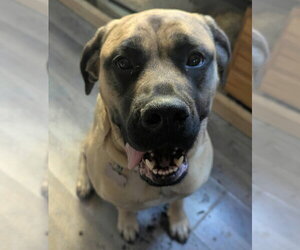 Mastiff-Unknown Mix Dogs for adoption in Crystal, MN, USA