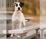Small Photo #3 Great Dane-Labrador Retriever Mix Puppy For Sale in Princeton, MN, USA