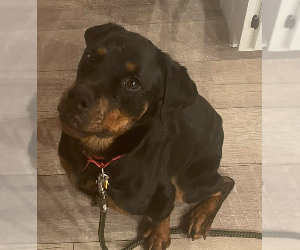 Medium Photo #4 Rottweiler Puppy For Sale in Hillsboro, NH, USA