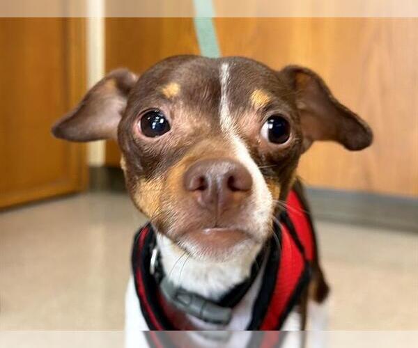 Medium Photo #1 Chihuahua Puppy For Sale in Santa Rosa, CA, USA