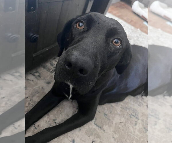 Medium Photo #5 Labrador Retriever-Unknown Mix Puppy For Sale in Brewster, NY, USA