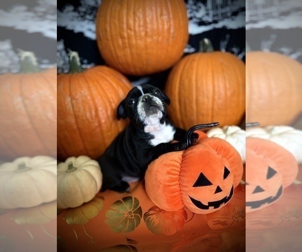 Medium Photo #24 French Bulldog Puppy For Sale in YUCCA VALLEY, CA, USA