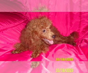 Poodle (Toy) Puppy for sale in DULUTH, GA, USA