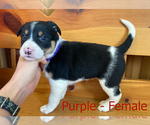 Puppy 2 Border Collie-Jack Russell Terrier Mix