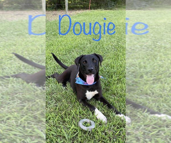 Medium Photo #1 Labrador Retriever-Unknown Mix Puppy For Sale in Conway, AR, USA