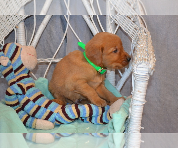 Medium Photo #2 Golden Retriever Puppy For Sale in OWEN, WI, USA