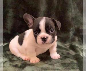 French Bulldog Puppy for sale in JOHNS ISLAND, SC, USA