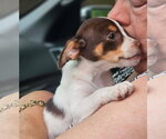 Small #1 Chihuahua Mix