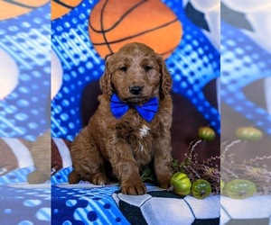 Goldendoodle (Miniature) Puppy for sale in OXFORD, PA, USA