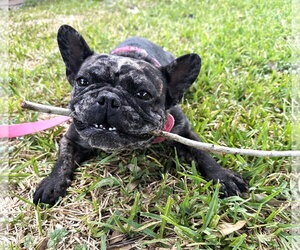 Junebug #fetches-plushies - Female French Bulldog Dog for Adoption - Photo #2