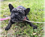 Small Photo #2 French Bulldog Puppy For Sale in HOUSTON, TX, USA