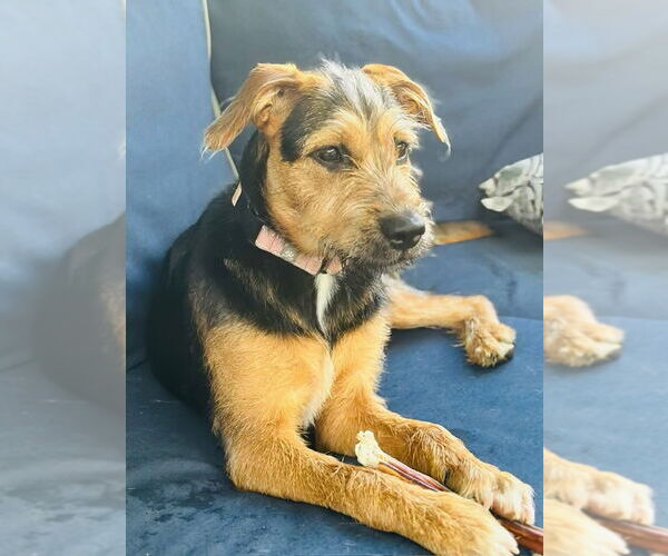 Medium Photo #12 Mutt Puppy For Sale in Rockaway, NJ, USA