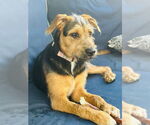 Small #11 Mutt