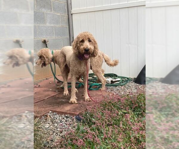 Medium Photo #1 Golden Retriever Puppy For Sale in Bethesda, MD, USA