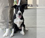 Small American Staffordshire Terrier-Border Collie Mix