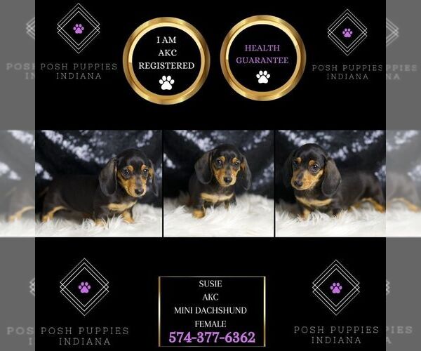 Medium Photo #2 Dachshund Puppy For Sale in WARSAW, IN, USA